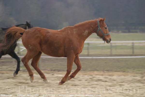 Photo de Races diffrentes