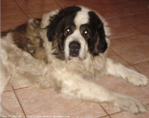 Photo de Saint-bernard poil long