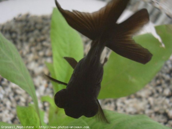 Photo de Poissons rouges