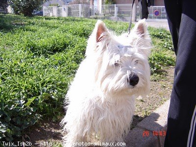 Photo de West highland white terrier