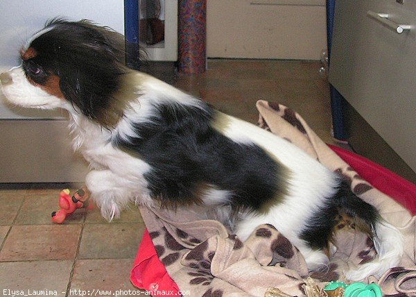 Photo de Cavalier king charles spaniel