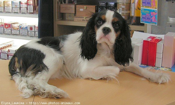 Photo de Cavalier king charles spaniel