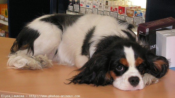 Photo de Cavalier king charles spaniel