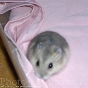 Photo de Hamster