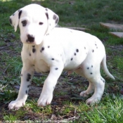 Photo de Dalmatien