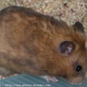 Photo de Hamster