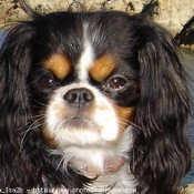 Photo de Cavalier king charles spaniel