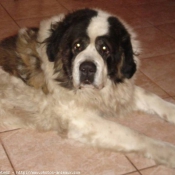 Photo de Saint-bernard poil long