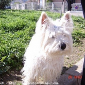 Photo de West highland white terrier