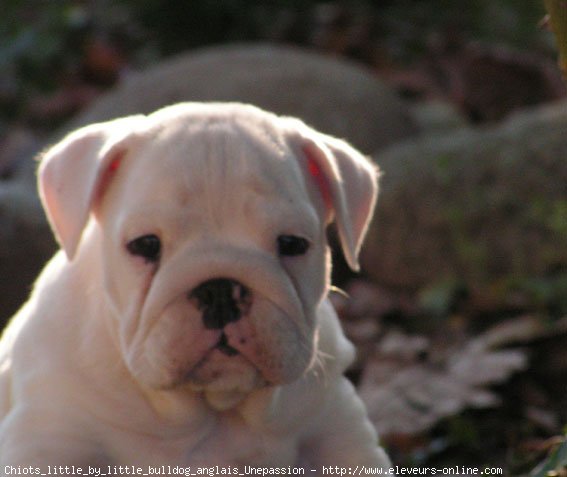 Photo de Bulldog