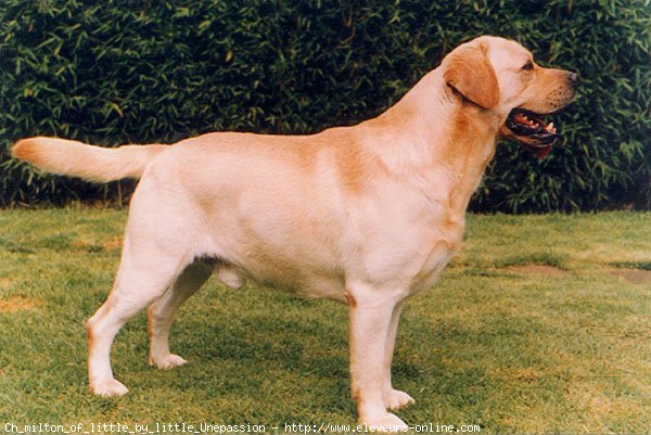 Photo de Labrador retriever