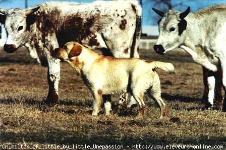 Photo de Labrador retriever