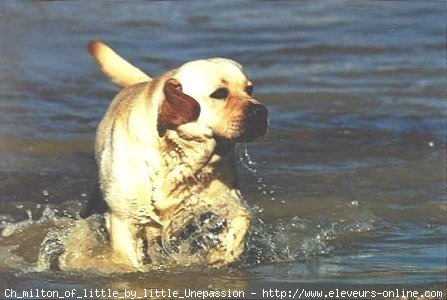 Photo de Labrador retriever