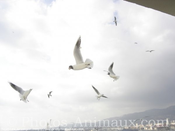 Photo de Mouette