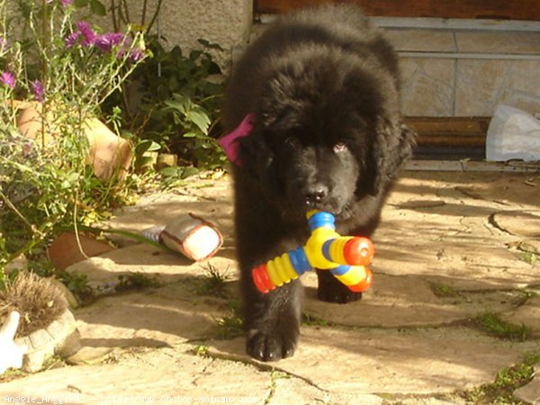 Photo de Chien de terre-neuve