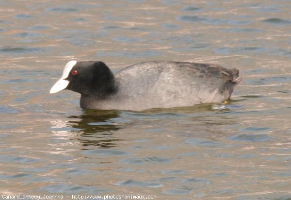 Photo de Canard