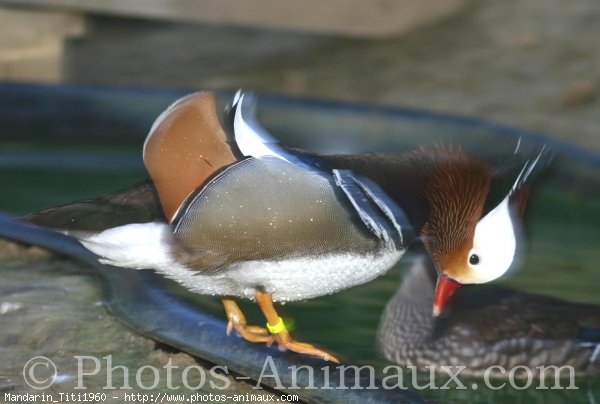 Photo de Canard