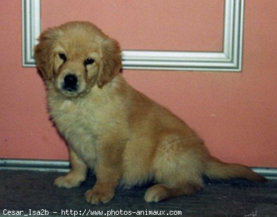 Photo de Golden retriever