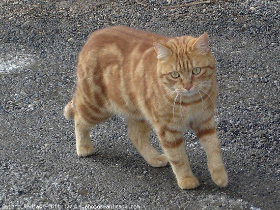 Photo de Chat domestique