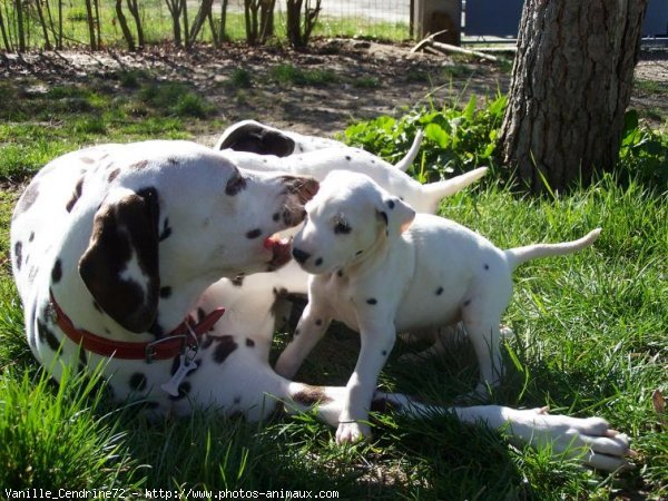 Photo de Dalmatien