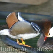 Photo de Canard