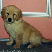 Photo de Golden retriever