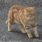 Photo de Chat domestique