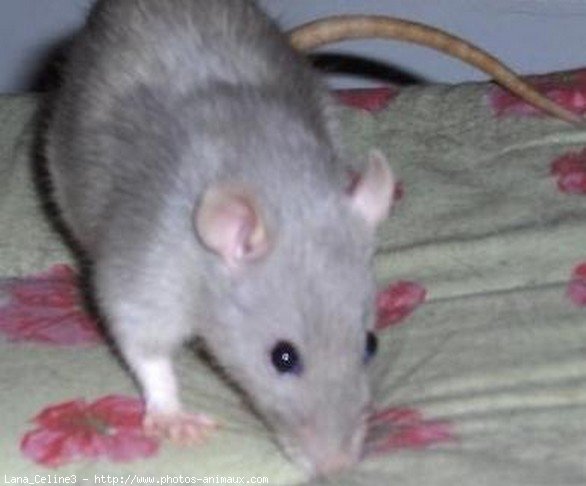 Photo de Rat