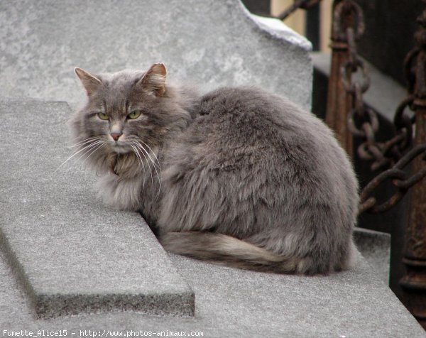 Photo de Chat domestique