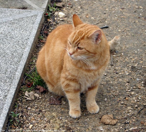 Photo de Chat domestique