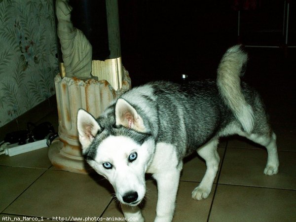 Photo de Husky siberien