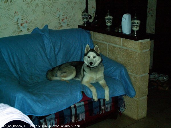 Photo de Husky siberien