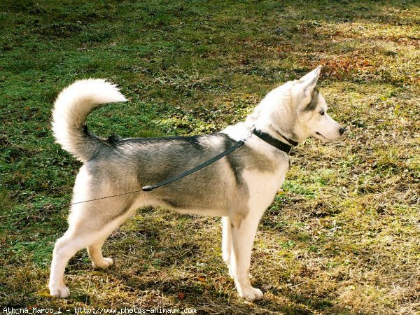 Photo de Husky siberien