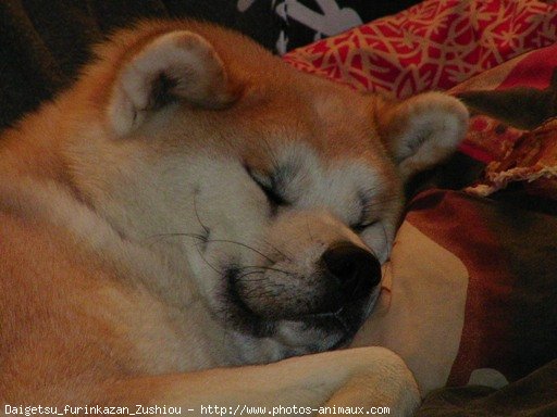 Photo d'Akita inu