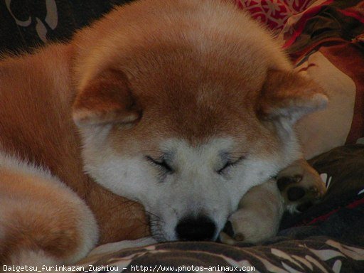 Photo d'Akita inu