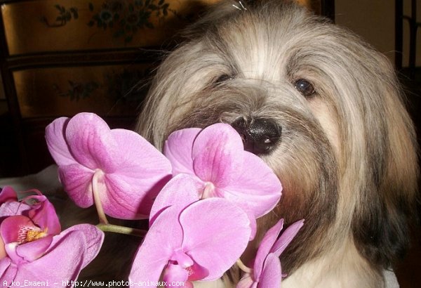 Photo de Lhassa apso