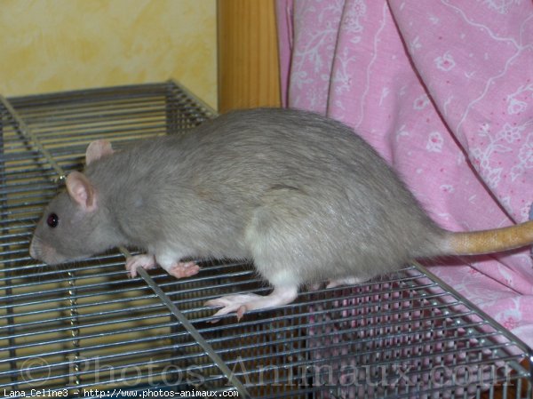 Photo de Rat