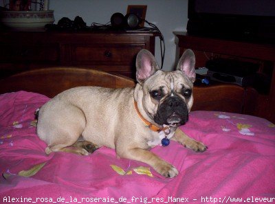 Photo de Bouledogue franais