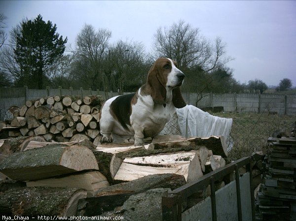 Photo de Basset hound