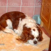 Photo de Cavalier king charles spaniel