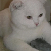 Photo de Scottish fold