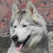 Photo de Husky siberien