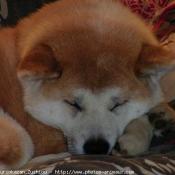 Photo d'Akita inu