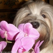 Photo de Lhassa apso