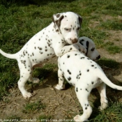 Photo de Dalmatien