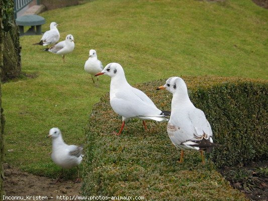 Photo de Mouette