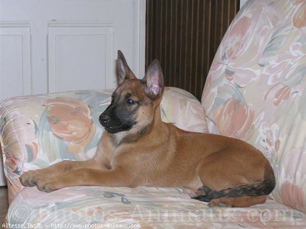 Photo de Berger belge malinois