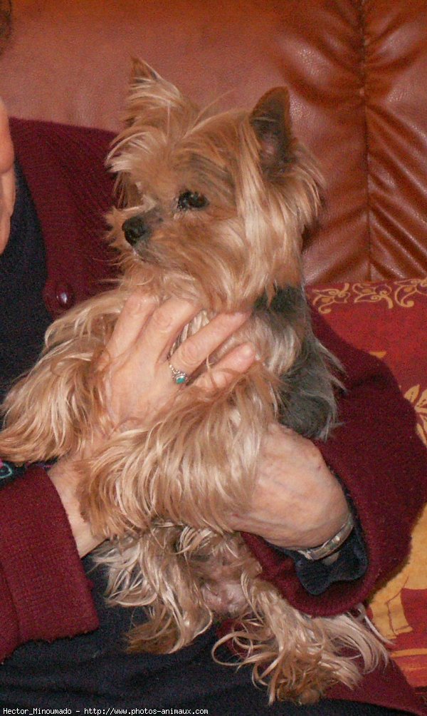 Photo de Yorkshire terrier