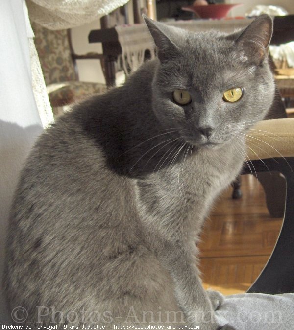 Photo de Chartreux