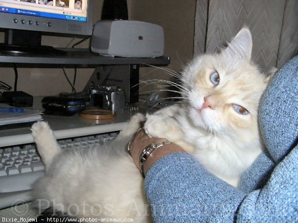 Photo de Ragdoll